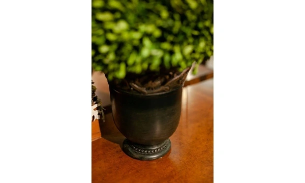 Цветы Uttermost Preserved Boxwood