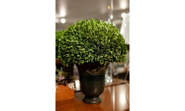 Цветы Uttermost Preserved Boxwood